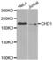 Chromodomain Helicase DNA Binding Protein 1 antibody, abx001839, Abbexa, Western Blot image 