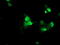 Protein-lysine methyltransferase METTL21A antibody, LS-C173448, Lifespan Biosciences, Immunofluorescence image 