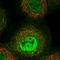 Endoplasmic Reticulum Aminopeptidase 1 antibody, HPA042317, Atlas Antibodies, Immunocytochemistry image 