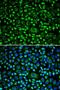 TAP Binding Protein antibody, LS-C331792, Lifespan Biosciences, Immunofluorescence image 