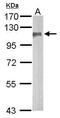 DLG3 antibody, GTX110289, GeneTex, Western Blot image 