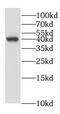 ER Lipid Raft Associated 1 antibody, FNab02848, FineTest, Western Blot image 