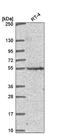 Cyclin And CBS Domain Divalent Metal Cation Transport Mediator 2 antibody, NBP2-57086, Novus Biologicals, Western Blot image 