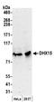 DEAH-Box Helicase 15 antibody, A300-118A, Bethyl Labs, Western Blot image 