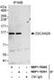 Zinc Finger And SCAN Domain Containing 29 antibody, NBP1-78200, Novus Biologicals, Immunoprecipitation image 