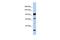 Protocadherin Alpha 10 antibody, PA5-43335, Invitrogen Antibodies, Western Blot image 