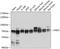 Polyadenylate-binding protein-interacting protein 1 antibody, A07792, Boster Biological Technology, Western Blot image 