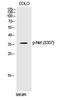 ETS Transcription Factor ELK3 antibody, PA5-40287, Invitrogen Antibodies, Western Blot image 