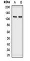 PBX Homeobox Interacting Protein 1 antibody, orb412823, Biorbyt, Western Blot image 