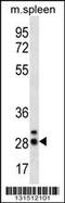 Calcium And Integrin Binding Family Member 4 antibody, 56-526, ProSci, Western Blot image 