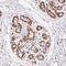 Zinc Finger Protein 80 antibody, HPA065484, Atlas Antibodies, Immunohistochemistry frozen image 