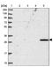 Sperm Flagellar 1 antibody, NBP2-14707, Novus Biologicals, Western Blot image 
