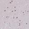Sn1-specific diacylglycerol lipase alpha antibody, NBP2-31856, Novus Biologicals, Immunohistochemistry frozen image 