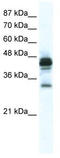 Gap Junction Protein Gamma 3 antibody, TA341680, Origene, Western Blot image 