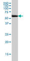 Upstream-binding protein 1 antibody, LS-C198400, Lifespan Biosciences, Western Blot image 