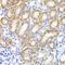 HL antibody, GTX33242, GeneTex, Immunohistochemistry paraffin image 