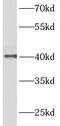 Actin Related Protein T2 antibody, FNab00128, FineTest, Western Blot image 