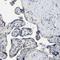 KIAA1958 antibody, HPA020625, Atlas Antibodies, Immunohistochemistry frozen image 