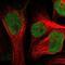 Zinc Finger Protein 22 antibody, NBP1-81739, Novus Biologicals, Immunofluorescence image 