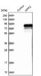 Membrane Palmitoylated Protein 3 antibody, NBP1-85015, Novus Biologicals, Western Blot image 