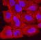 Desmocollin 1 antibody, MAB7367, R&D Systems, Immunofluorescence image 