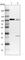 Cap Methyltransferase 1 antibody, HPA029980, Atlas Antibodies, Western Blot image 