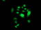 Cyclin Dependent Kinase 2 antibody, TA502832, Origene, Immunofluorescence image 