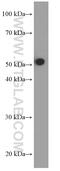 HEXIM P-TEFb Complex Subunit 1 antibody, 66311-1-Ig, Proteintech Group, Enzyme Linked Immunosorbent Assay image 