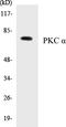 Protein Kinase C Alpha antibody, EKC1463, Boster Biological Technology, Western Blot image 