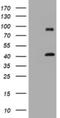 Melanoma-associated antigen 9 antibody, NBP2-45800, Novus Biologicals, Western Blot image 