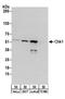 Serine/threonine-protein kinase Chk1 antibody, A300-298A, Bethyl Labs, Western Blot image 