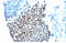 WAF1 antibody, AM09100PU-T, Origene, Immunohistochemistry frozen image 