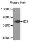 Inhibitor Of DNA Binding 3, HLH Protein antibody, PA5-76793, Invitrogen Antibodies, Western Blot image 