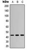 Mitogen-Activated Protein Kinase Kinase 4 antibody, LS-C368411, Lifespan Biosciences, Western Blot image 