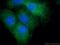 Secretoglobin Family 1A Member 1 antibody, 26909-1-AP, Proteintech Group, Immunofluorescence image 