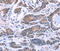 Synaptotagmin 4 antibody, MBS2516399, MyBioSource, Immunohistochemistry frozen image 