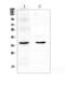 SPARC antibody, A00862-2, Boster Biological Technology, Western Blot image 