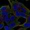 Protein unc-79 homolog antibody, NBP2-68927, Novus Biologicals, Immunocytochemistry image 
