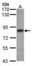 SH3 Domain Binding Protein 2 antibody, PA5-29031, Invitrogen Antibodies, Western Blot image 