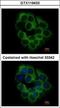 Killer cell immunoglobulin-like receptor 2DS2 antibody, GTX119433, GeneTex, Immunocytochemistry image 