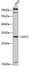 Amyloid P Component, Serum antibody, GTX55792, GeneTex, Western Blot image 