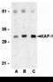 XIAP Associated Factor 1 antibody, A03432, Boster Biological Technology, Western Blot image 