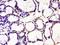 CCR4-NOT Transcription Complex Subunit 11 antibody, orb2797, Biorbyt, Immunohistochemistry paraffin image 