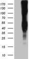 Lymphocyte Antigen 9 antibody, TA811828, Origene, Western Blot image 