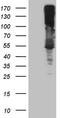 Argininosuccinate Synthase 1 antibody, CF809122, Origene, Western Blot image 