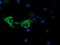 Cytochrome C Oxidase Subunit 6A1 antibody, TA501431, Origene, Immunofluorescence image 