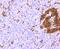 Pancreas/duodenum homeobox protein 1 antibody, A00491-1, Boster Biological Technology, Immunofluorescence image 
