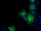 Proteasome 26S Subunit, ATPase 3 antibody, TA500929, Origene, Immunofluorescence image 