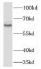 CDP-diacylglycerol--glycerol-3-phosphate 3-phosphatidyltransferase, mitochondrial antibody, FNab06367, FineTest, Western Blot image 