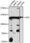 FYVE, RhoGEF and PH domain-containing protein 1 antibody, 16-578, ProSci, Western Blot image 
